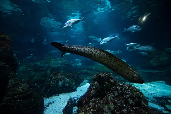 Peces y una morena nadando en el gran tanque del Oceanario de L’Aquàrium de Barcelona