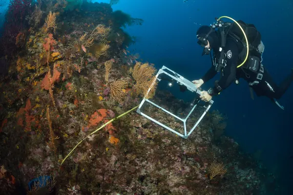 Un buceador junto a una pared de gorgonias y coral en el Mediterráneo (foto genérica hecha en Francia, no en el Garraf)