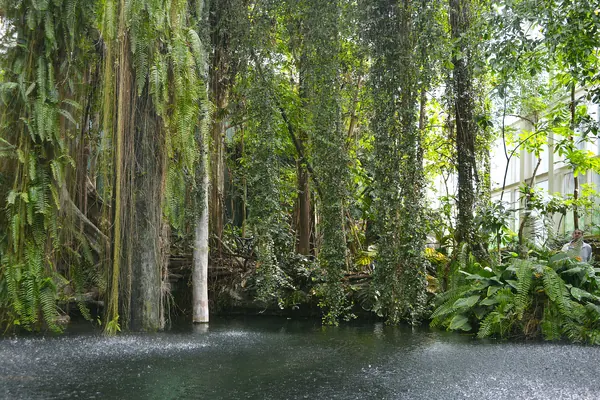 El Bosque Inundado de CosmoCaixa: árboles, lianas y agua, como un trozo de selva amazónica