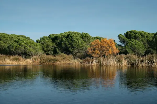 Laguna del espacio natural del Remolar-Filipines, con cañizo y pinos reflejados en el agua
