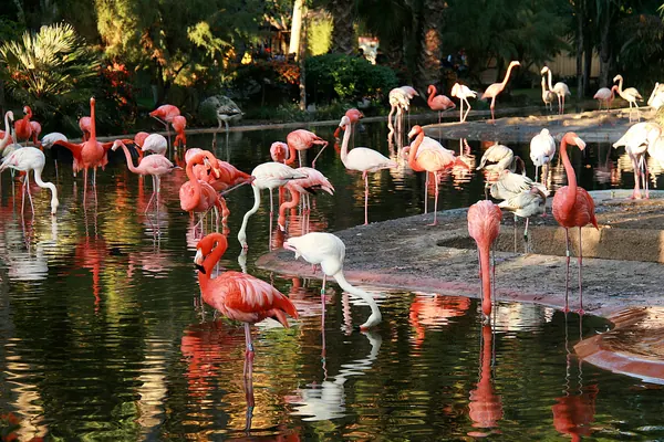 Flamencos rosas en el estanque del Zoo de Barcelona, rodeados de vegetación